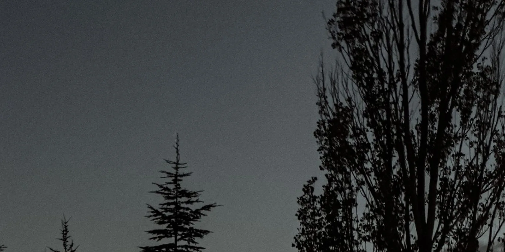 Croissant de lune lumineux au-dessus d'arbres sombres la nuit